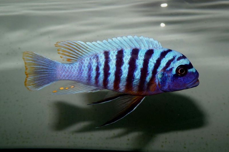 Maylandia fainzilberi 'Lutara Reef'